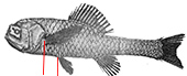 Scopeloberyx opisthopterus_claves.jpg